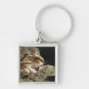 Buscar gato de tabby llaveros Animal