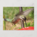 Buscar hummer postales Fotografía