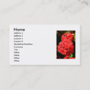 Buscar geranios tarjetas de visita Flor
