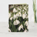 Buscar bulb tarjetas General y unisex