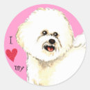 Buscar amo mi bichon Bichón