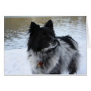 Buscar border collie postales Canino