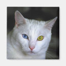 Buscar ojo de gatos imanes Gatito