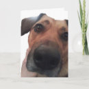 Buscar hola perritos tarjetas Divertido