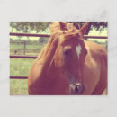 Buscar scotch postales Caballo