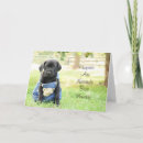 Buscar mastín lindo Cachorro