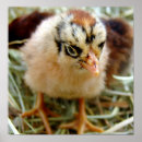 Buscar moteado arte Fotografía