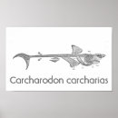 Buscar carcharodon Gran tiburón blanco