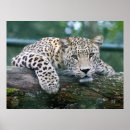Buscar jaguar salvaje posters Puma