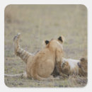 Buscar panthera pegatinas Integral