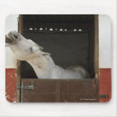 Buscar caballo gris alfombrillas de raton Animal