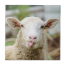 Buscar ovejas azulejos Para todos