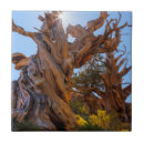 Buscar pino azulejos Bosque nacional inyo