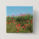 Buscar amapolas chapas Verano