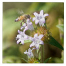 Buscar miel azulejos Abeja de miel