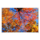 Buscar toldos posters Bosque