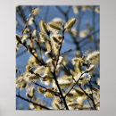 Buscar los sauces posters General y unisex