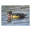 Buscar pato fotografía Agua