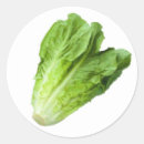Buscar lechuga pegatinas Vegetal