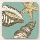 Buscar concha posavasos Pez estrella