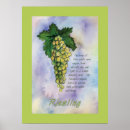 Buscar riesling Blanco