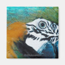 Buscar macaw imanes Naturaleza