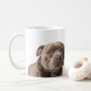Buscar staffy tazas Staffordshire bull terrier
