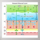 Buscar estómago posters Estomago