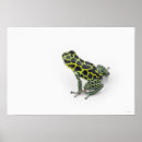 Buscar rana verde posters Animales