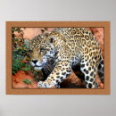 Buscar enmarañado posters Leopardo