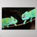 Buscar camaleón posters Reptiles