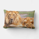 Buscar leones africanos cojines Salvaje