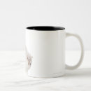 Buscar gatito persa tazas Gatos