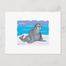 Buscar morsa postales Foca