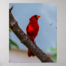 Buscar escarlata posters Cardenal rojo