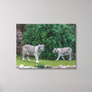 Buscar tigres lienzos Blanco