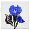 Buscar oriente posters Mariposa