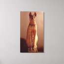 Buscar egipcio lienzos Gato