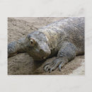 Buscar dragón de komodo postales Reptil