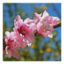 Buscar árbol de melocotón posters Rosa