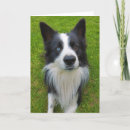 Buscar ojo azul tarjetas Perro