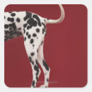 Buscar dalmacia postales Animales
