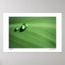 Buscar descenso posters Agua