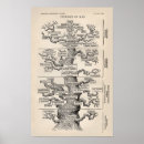 Buscar árbol de evolución posters Ciencia