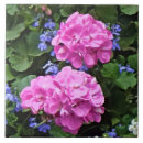 Buscar geranios azulejos Jardín