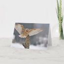 Buscar lechuzas comunes tarjetas Animal