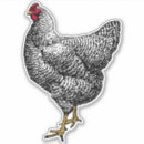Buscar gallo negro pegatinas Pollos