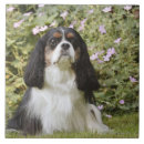 Buscar tricolor azulejos Perro