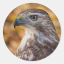 Buscar perfil redondas pegatinas Pájaro