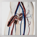 Buscar sistema circulatorio humano posters Arteria